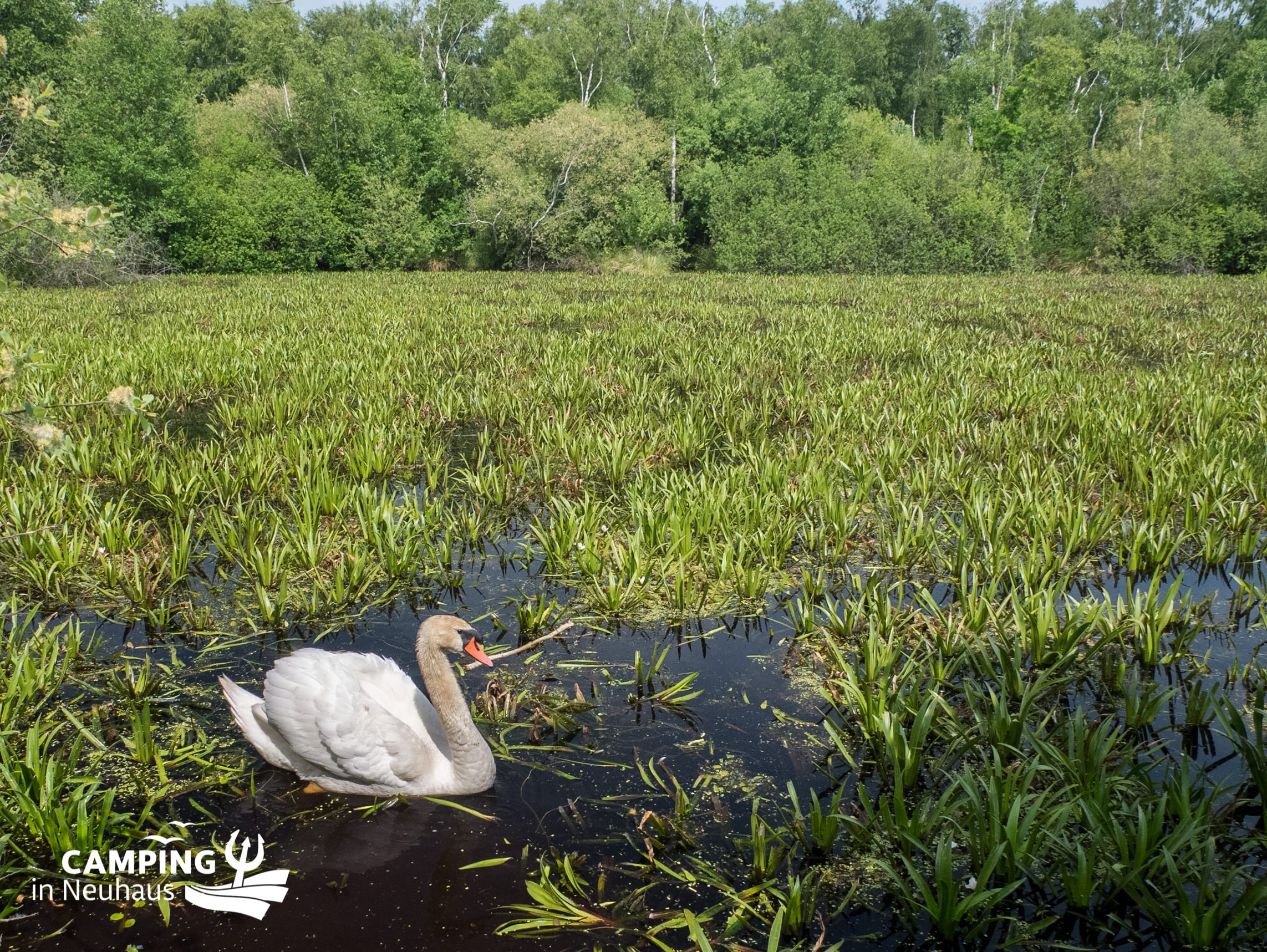 Schwan in der Umgebung von Camping in Neuhaus